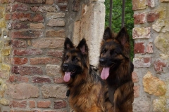 Urlaub mit Hund