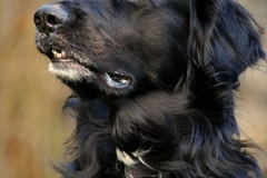 0002-Ferien-mit-Hund