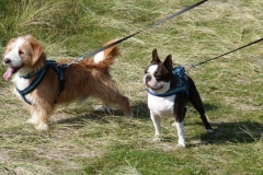 0008-Ferien-mit-Hund