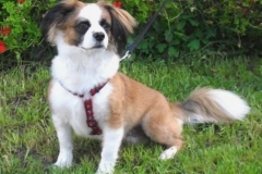 0024-Ferien-mit-Hund