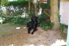 0025-Ferien-mit-Hund