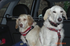 0037-Ferien-mit-Hund