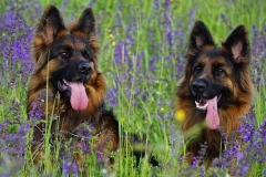 0048-Ferien-mit-Hund