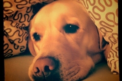 0054-Ferien-mit-Hund