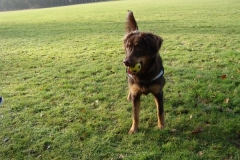 0061-Ferien-mit-Hund