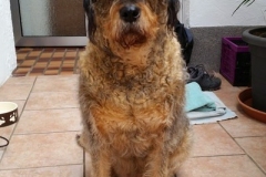 0063-Ferien-mit-Hund