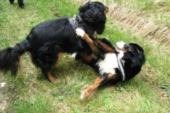 0065-Ferien-mit-Hund