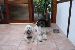 0068-Ferien-mit-Hund