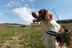 0069-Ferien-mit-Hund