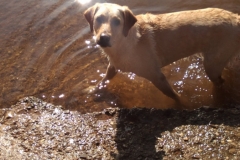 0081-Ferien-mit-Hund