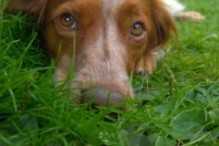 Ferein-mit-Hund-Eifel_Abenden