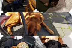 urlaub-mit-hund_eifelstuebchenbabel